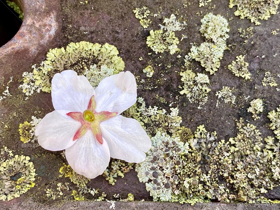 A fallen blossom sitting on a piece of rusty metal covered with different types of lichen