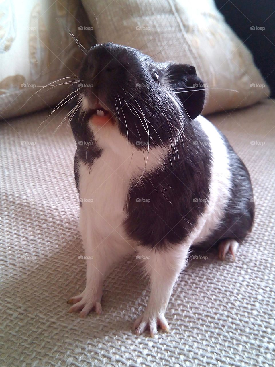 Guinea pig pet close up beautiful portrait home