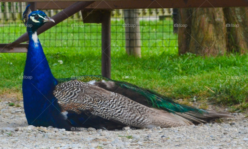 Peacock sitting under a bench