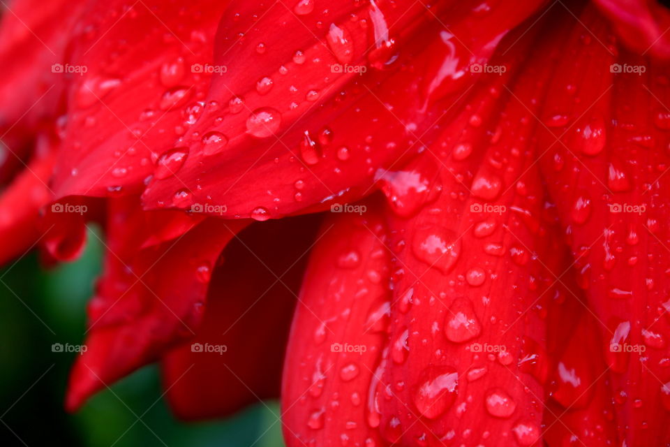 Intensive red flower