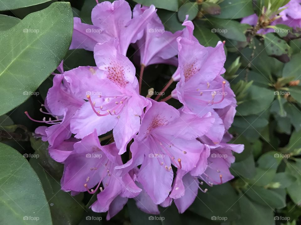 Rhododendrons 