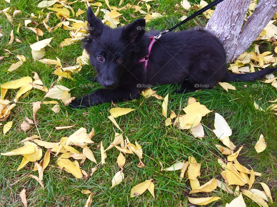 Black puppy with fallen leafs on the grass 