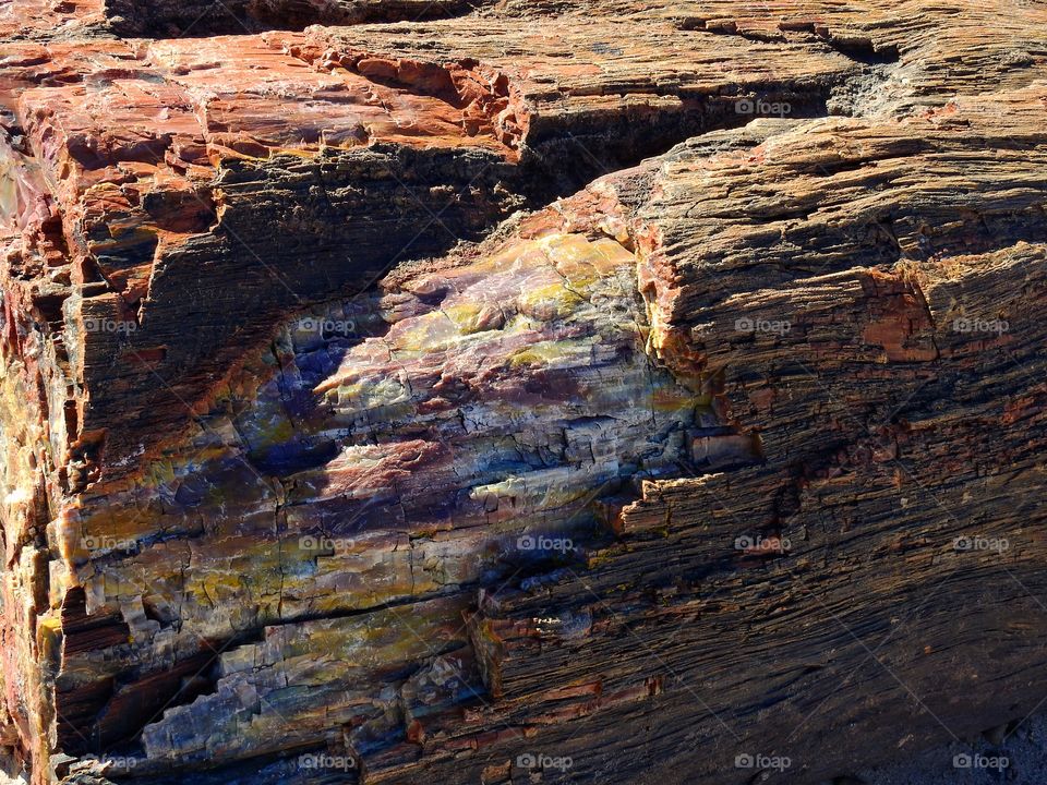 Petrified Wood 