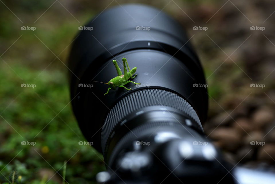 grashopper on camera lens