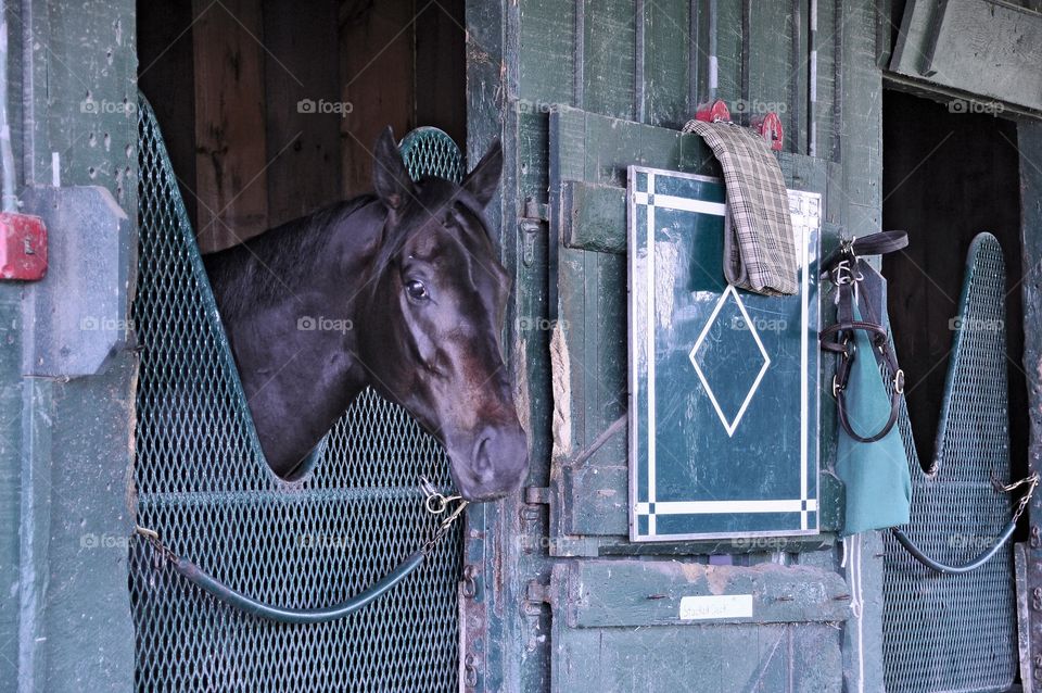 Stacked Deck. The handsome bay colt Stacked Deck resting in his stall after his morning workout and bath at the Bill Mott Stables.