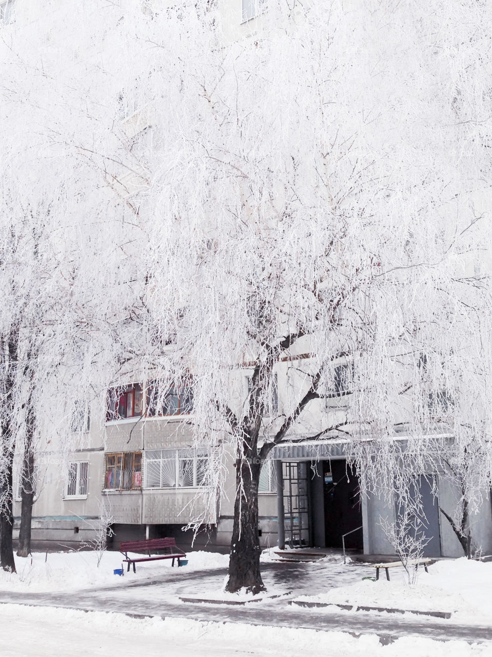 White frozen trees in front of a building 