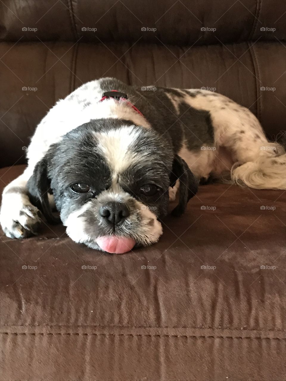Sweet old dog relaxing on a hot summer afternoon