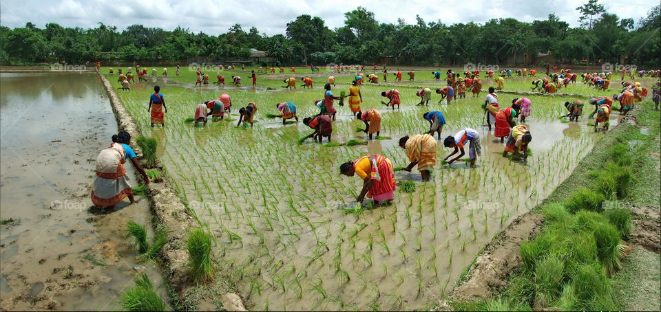 woman working on paddy field