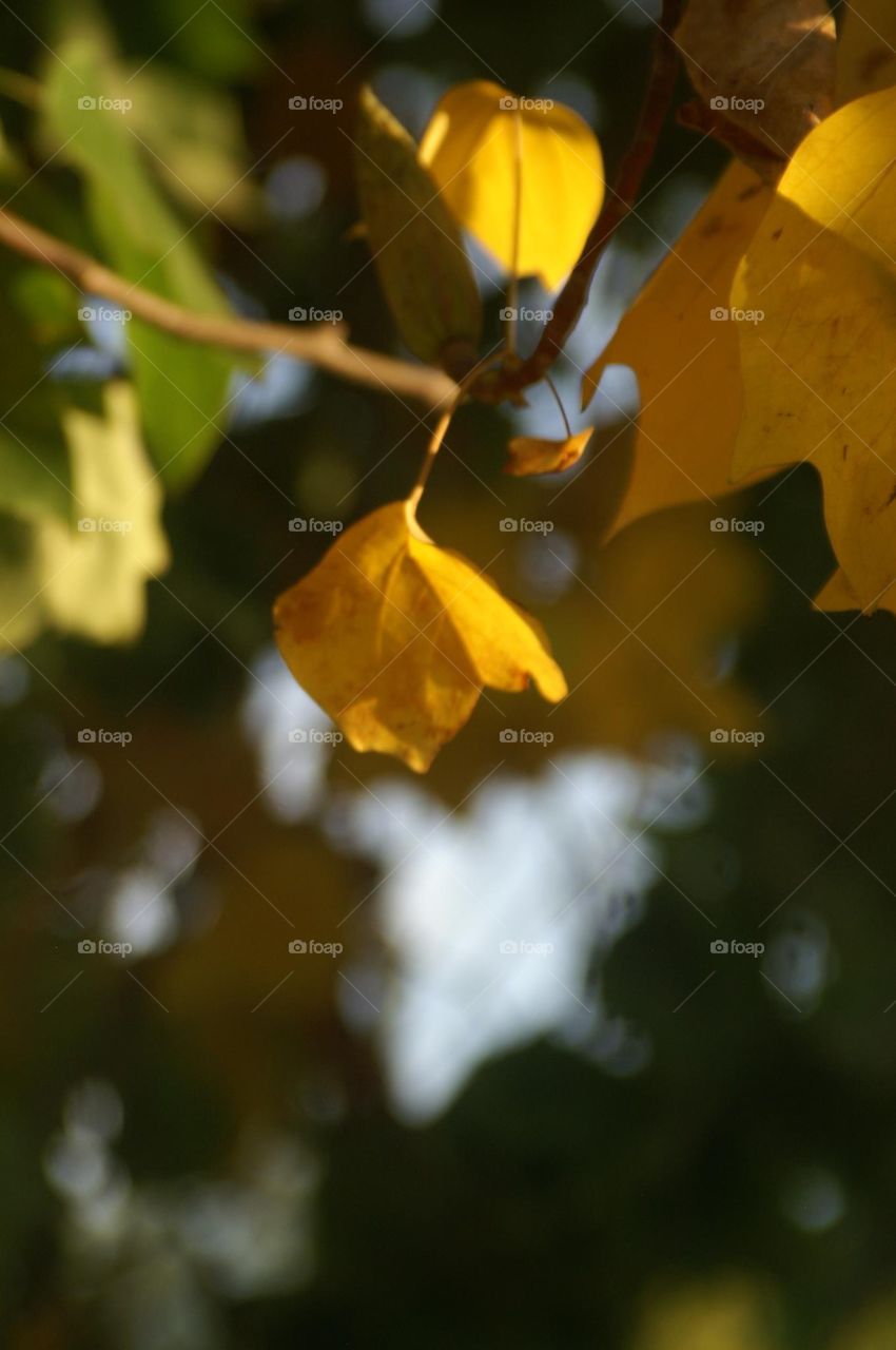 The yellow leaf 