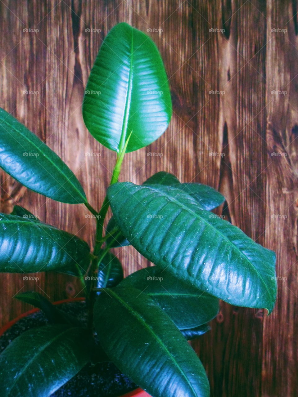 ficus plant brings joy