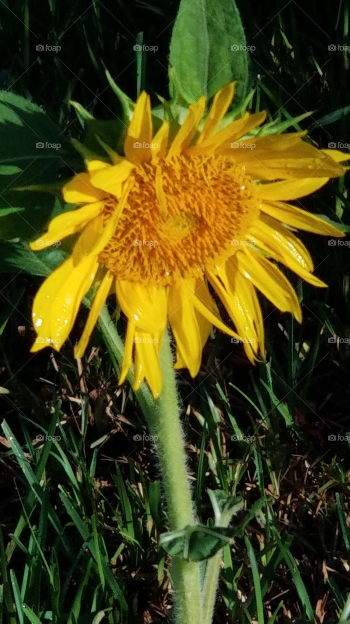 lone sunflower