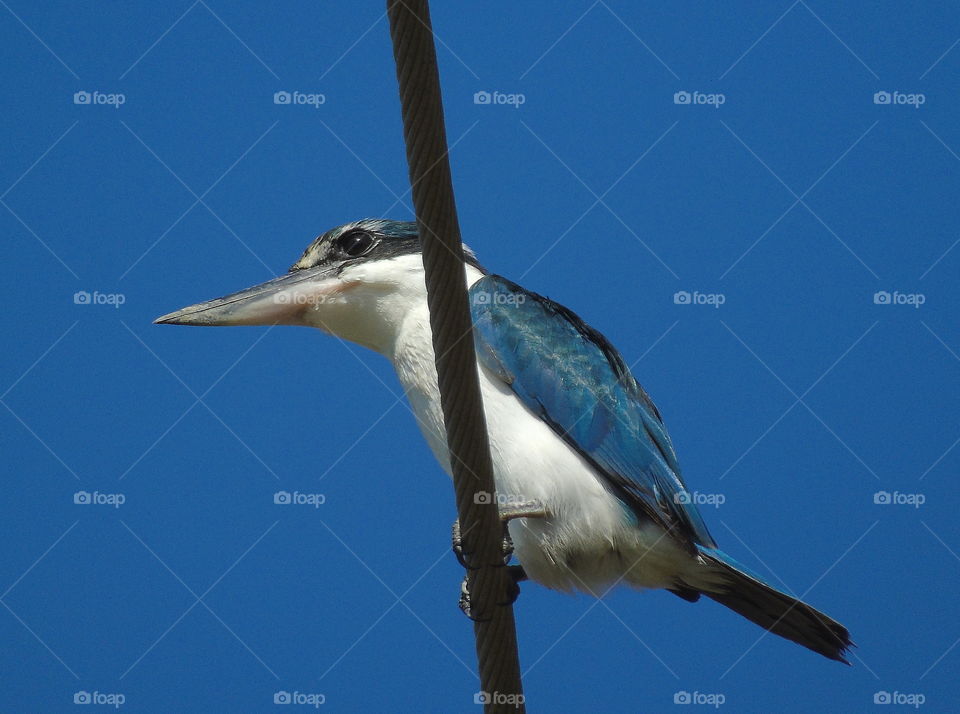 White-Collared Kingfisher. Clear snow white of abdominal side kingfisher. Medium sized of kingfisher than the little blue one of kingfisher, small blue kingfisher. Lovely blue sky to the dorsal of the kingfisher , and there's mask to the lined of eye