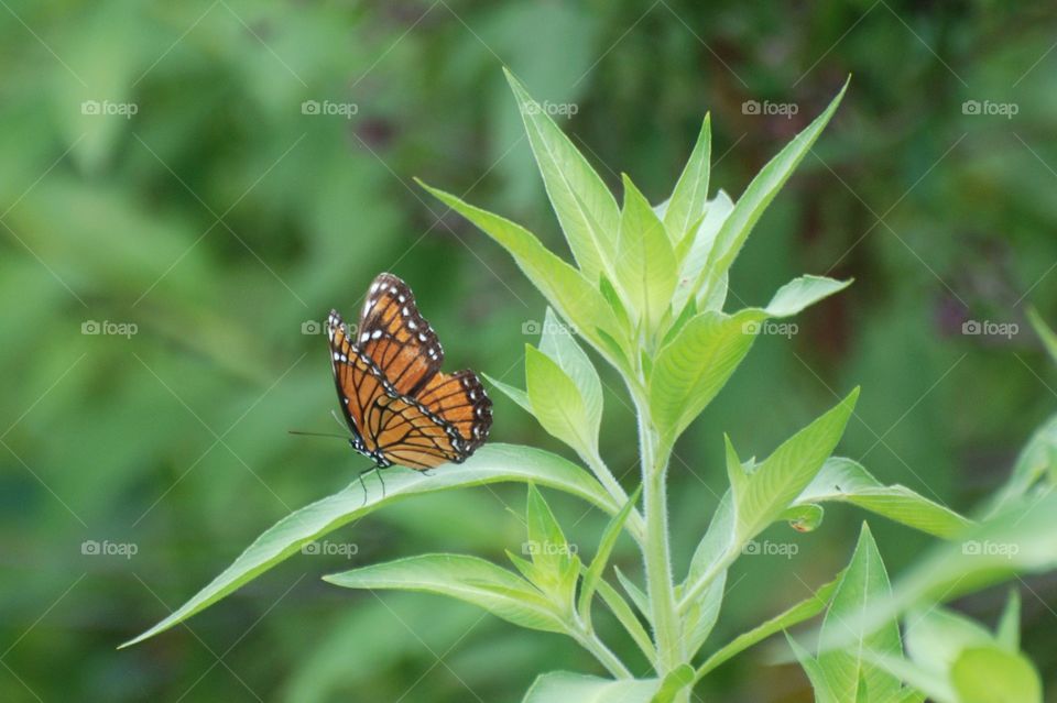 Monarch Butterfly sitting on a leaf