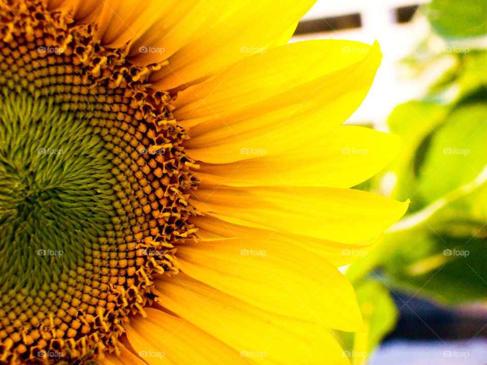 Extreme close-up of a sunflower
