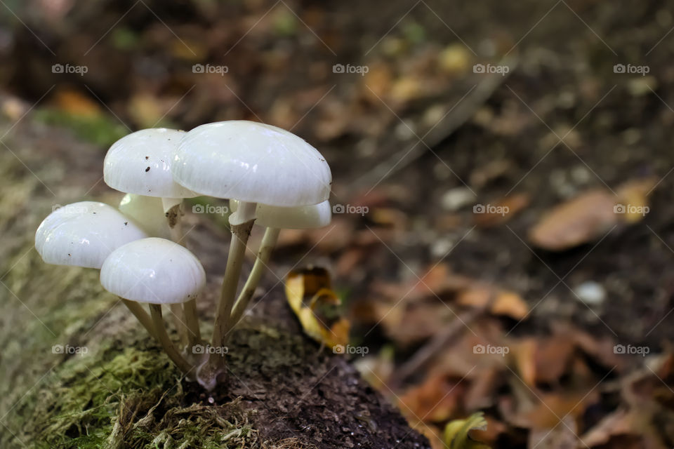 Group of white mushrooms growing on wood log.
