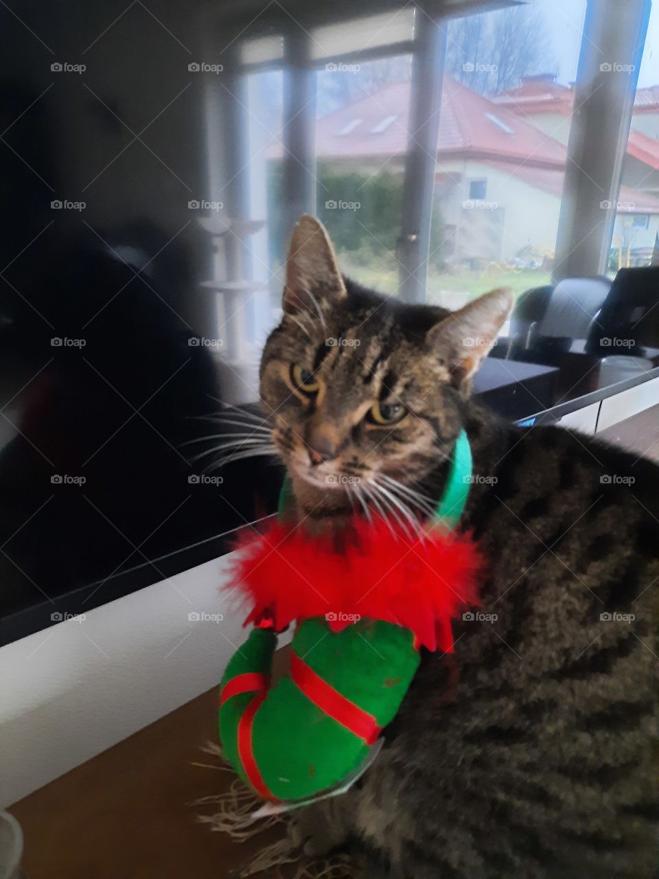 black stripped gray cat with Christmas hat hanging on its neck