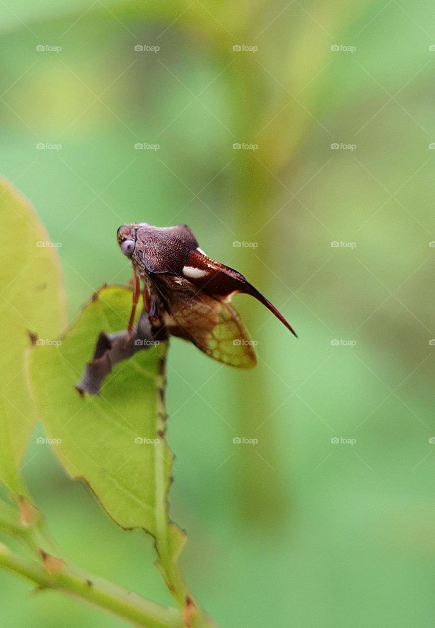 Thorn-hopper (Tree Hopper)