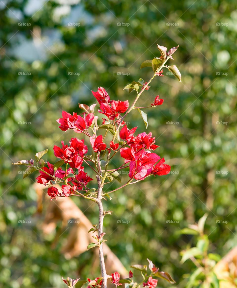 Beginning of new life during spring