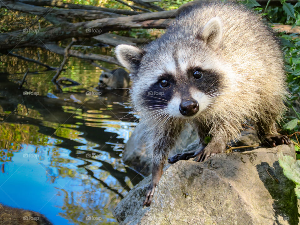 Curious raccoon on log by water