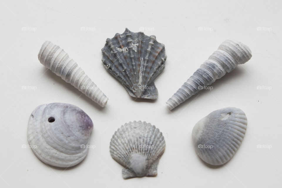 White grey sea shells on white background 