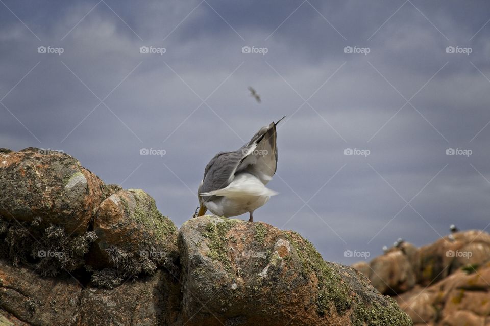 seagull on the rocks