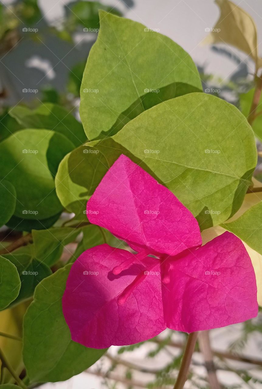 Bougenville the paper flower...