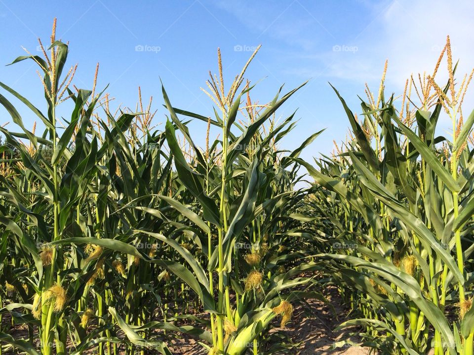 Scenic view of crop field against sky