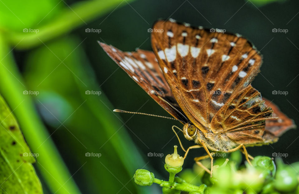 Silver-spotted Skipper (underwing)