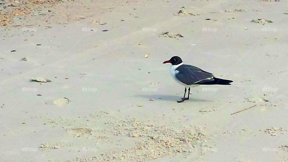 Sea Gull on the Beach