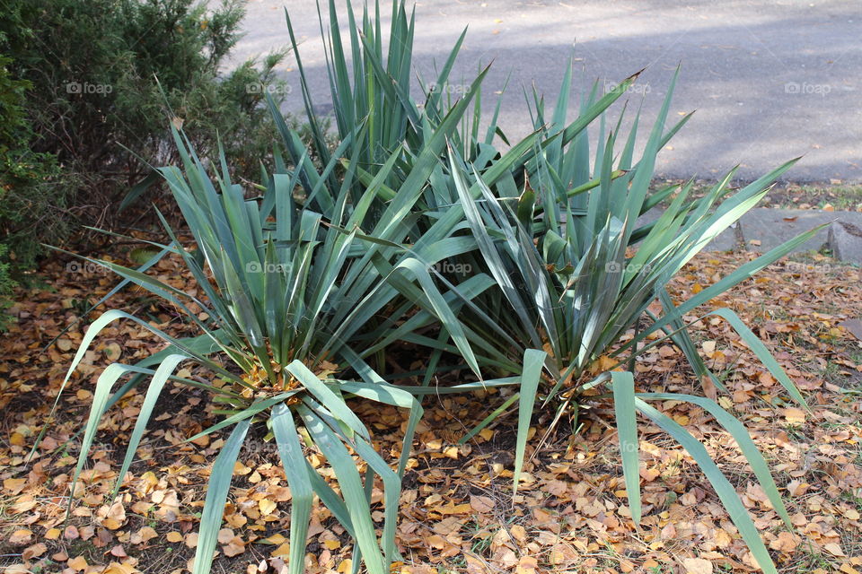 plants with sharp long leaves