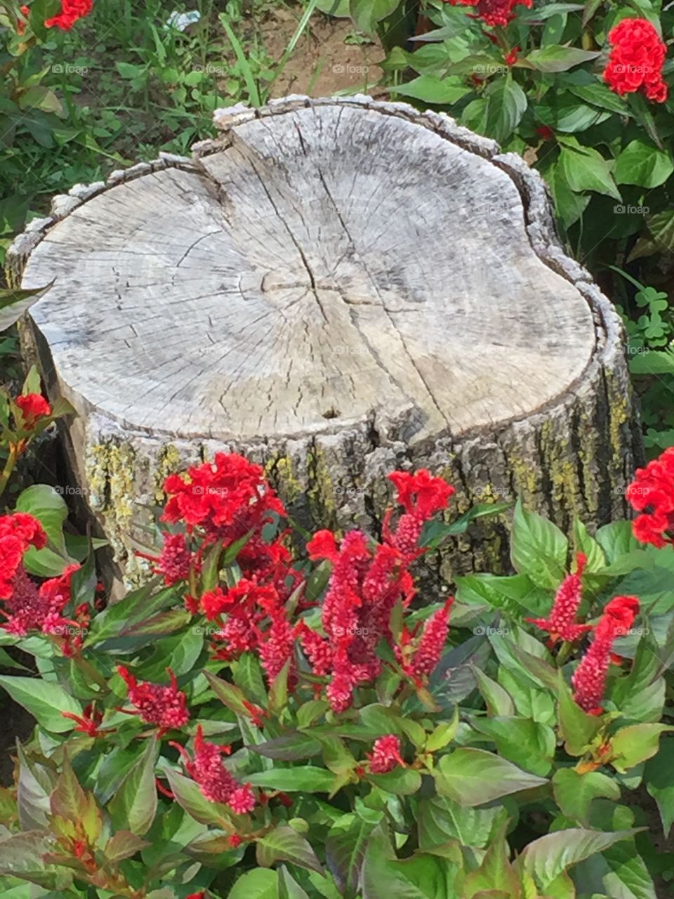 Stump With Flowers. A garden and stump on my walk through my Queens Village, NY neighborhood.