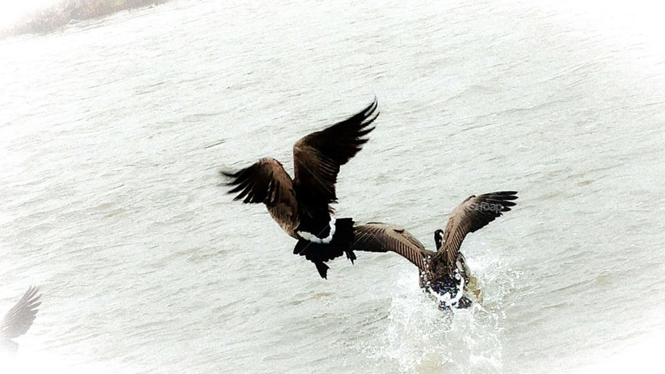 landing geese