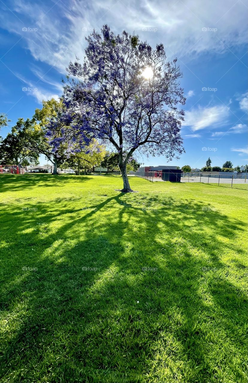 Views from at a local park 