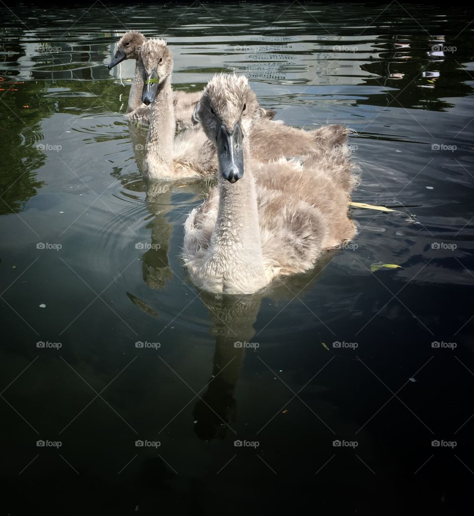 Three swans swimming in water