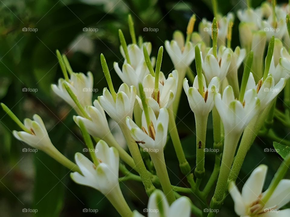 beautiful flowers in my garden