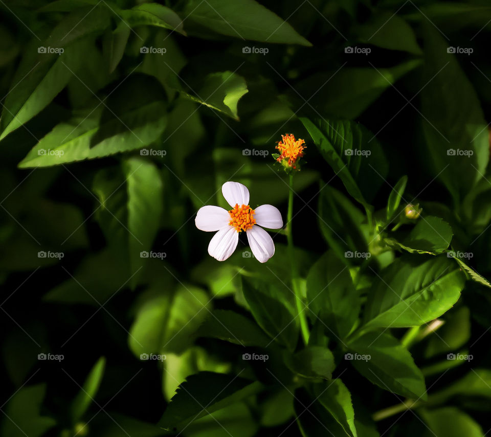 Wild Flower Against a greenish leaves with a minimal lights from sunrise.