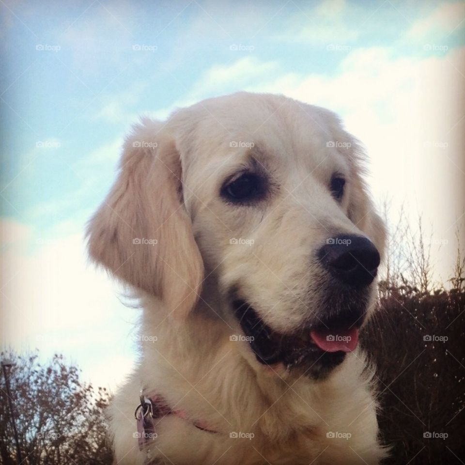 Golden retriever