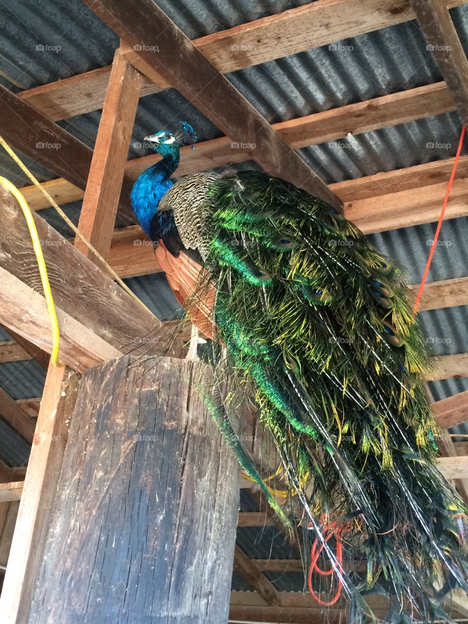 This peacock watched over us