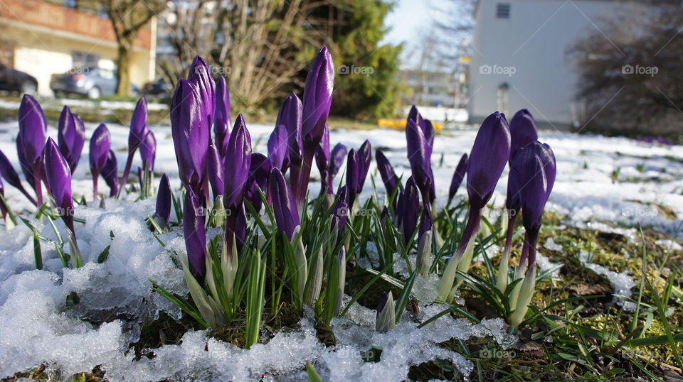 lila crocus with snow in winter germany