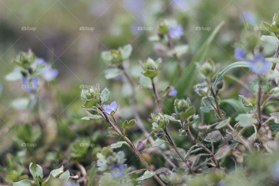 First spring flowers bloom among the green grass.