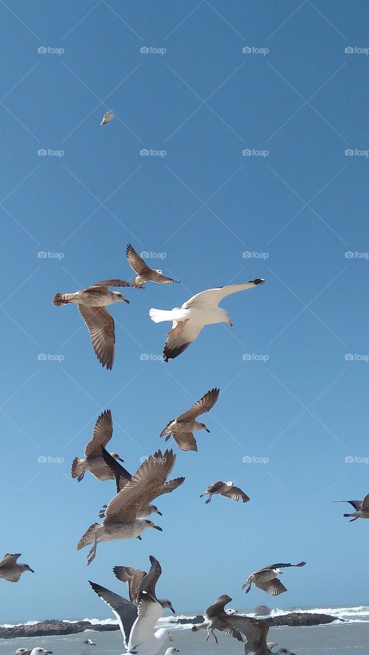 flock of seagulls in flying.