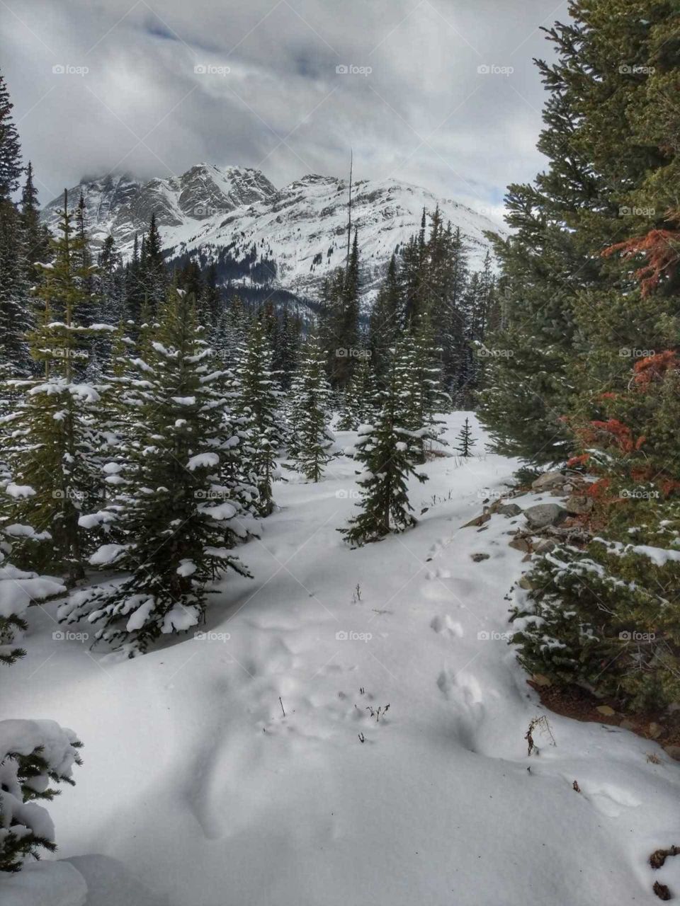 Amimal Tracks in the Deep Snow in the Rockies
