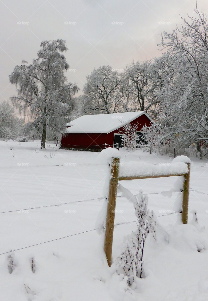 Winter landscape 