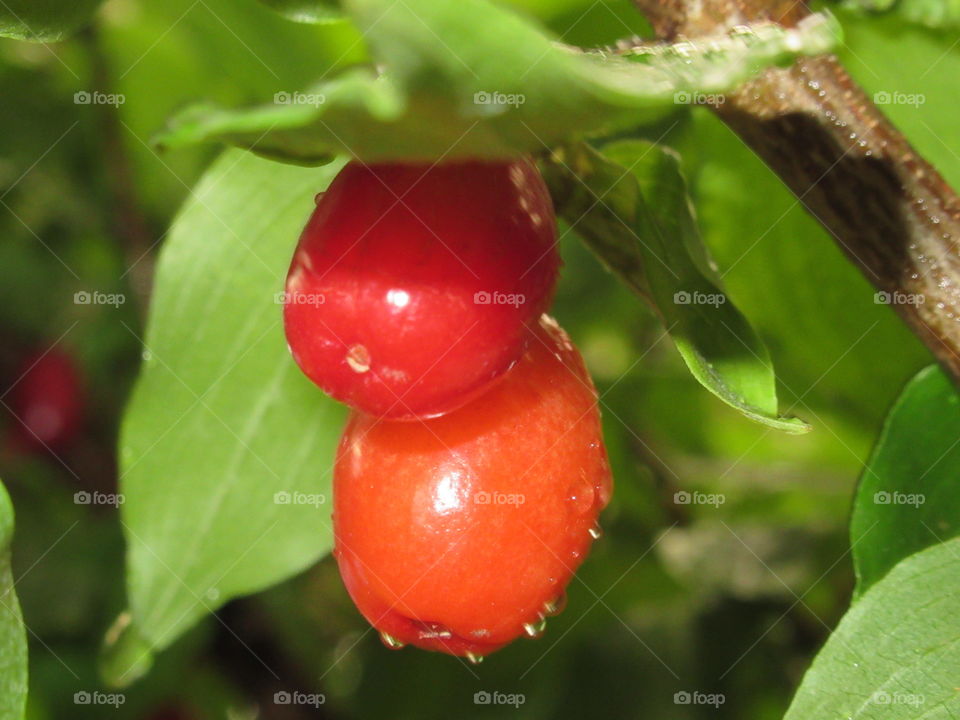 dogwood, red berries
