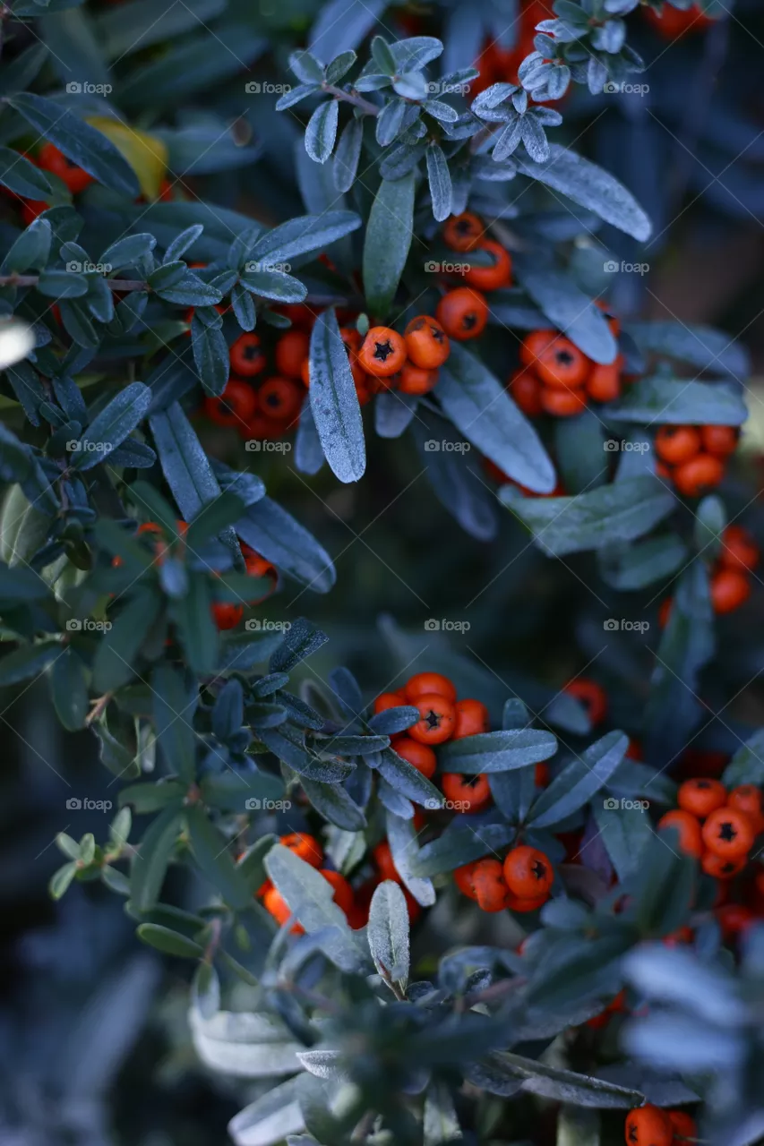 Berries 