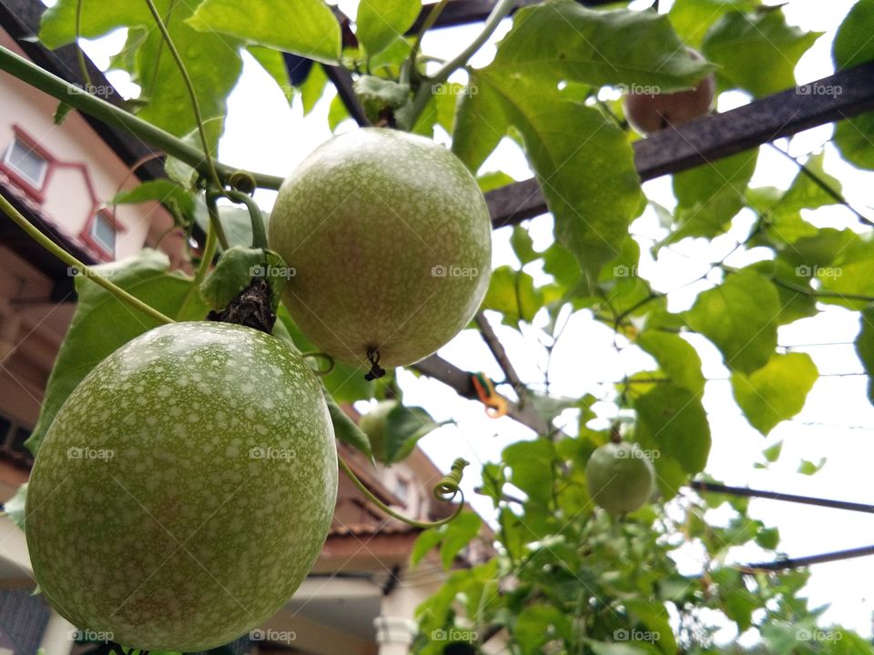 passionfruits hanging on a vine
