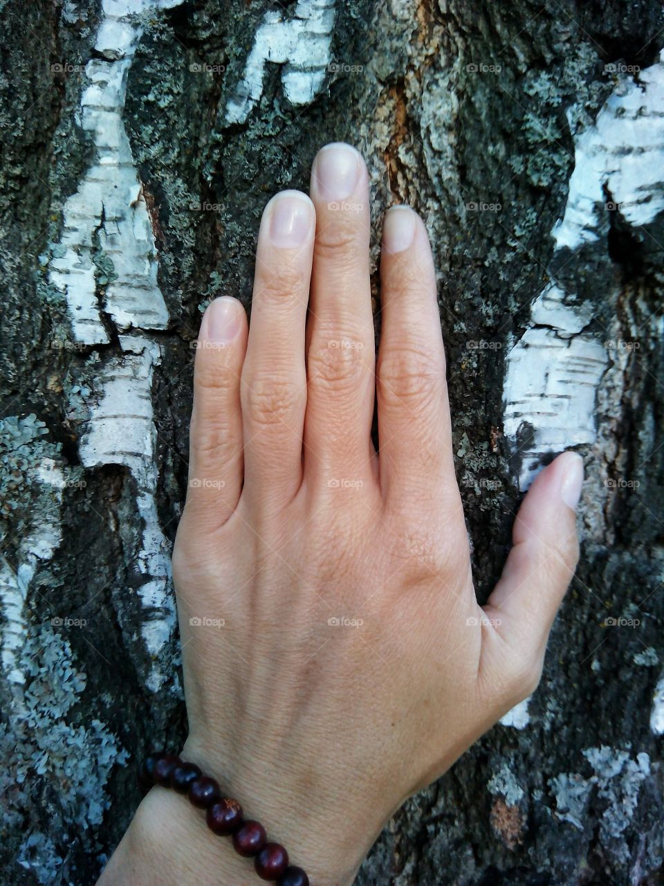 hand and tree birch bark