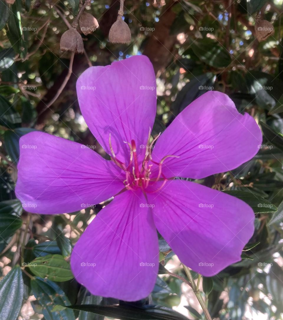 🌹 🇺🇸 Very beautiful flowers to brighten our day.  Live nature and its beauty. Did you like the delicate petals? / 🇧🇷 Flores muito bonitas para alegrar nosso dia. Viva a natureza e sua beleza. Gostaram das pétalas delicadas? 