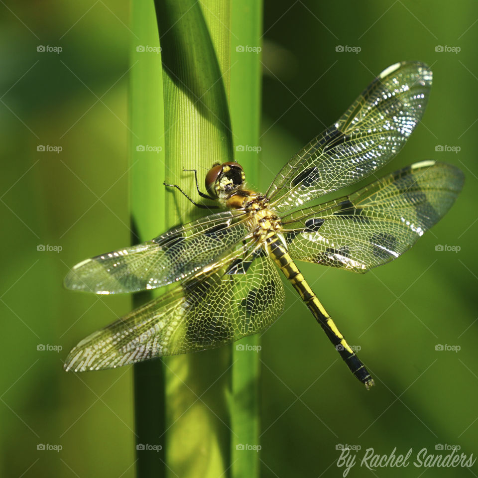 Flashy Dragonfly