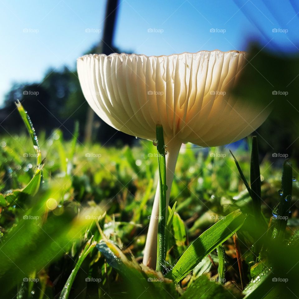 up close of a mushroom,  side view